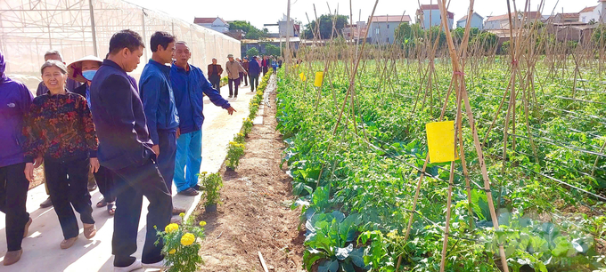 Nhân dân các địa phương trong khu vực đến tham quan mô hình sản xuất cà chua VietGAP gắn với du lịch trải nghiệm ở xã Văn Đức. Ảnh: Hải Tiến.