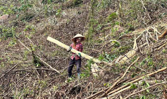 Nông dân huyện Ba Chẽ thu hoạch gỗ keo bị gãy đổ sau bão số 3.