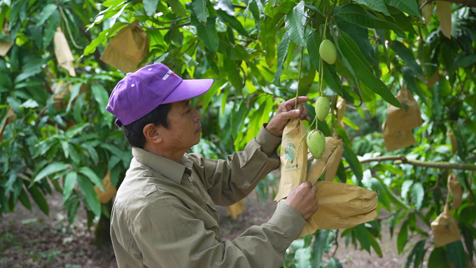 Xoài là 1 trong 5 cây trồng chủ lực ở Đồng Tháp đem lại thu nhập cao cho nhà nông. Ảnh: Hồng Huệ.