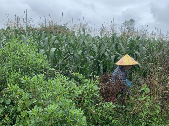 Người dân đánh chấp nhận thu hoạch sớm để tránh thiệt hại do khỉ hoang cắn phá. Ảnh: A.V.