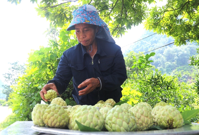 Các tính toán kinh tế cho thấy tưới tự động là hệ thống bền vững nhất cho việc trồng cây lâu năm. Ảnh: Phạm Hiếu.