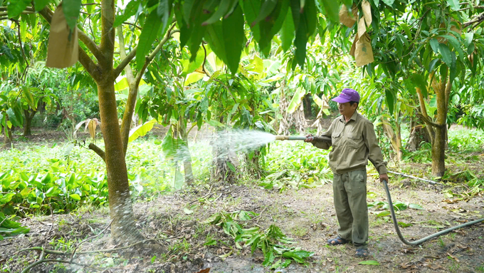 Tưới nước sau khi bón phân Đầu Trâu cho xoài để đạt hiệu quả tốt nhất. Ảnh: Hồng Huệ.