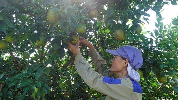 Tập đoàn TH đã đầu tư hàng tỷ đồng vào công nghệ tưới nhỏ giọt của Israel với các thiết bị, máy móc đồng bộ.