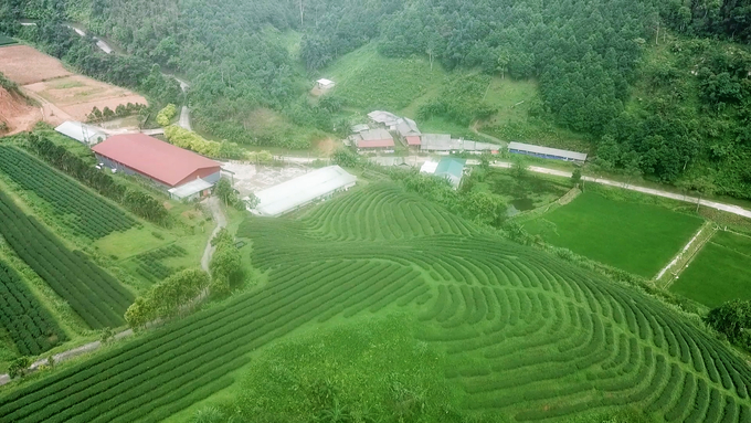 Huyện Chợ Đồn có tiềm năng phát triển sản phẩm chè chất lượng cao. Ảnh: Sơn Lâm. 