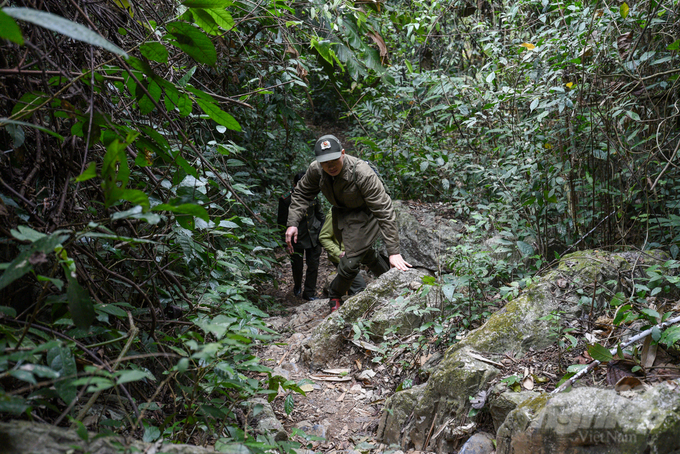 Over 14.86 million hectares of existing forests are well-protected, maintaining a balanced structure of special-use, protection, and production forests. Photo: Tung Dinh.