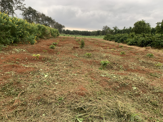 Severely degraded land prevents replanted coffee trees from growing. Photo: Truong Hong.