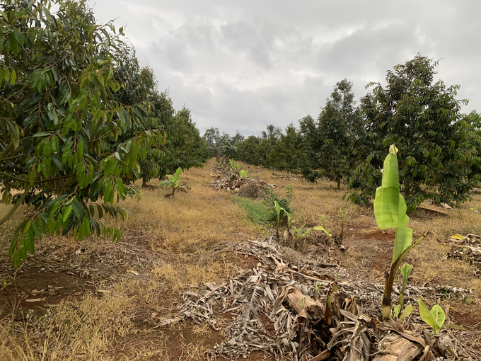 People's use of herbicides has made land degradation in the Central Highlands increasingly serious. Photo: Truong Hong.