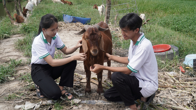 Mô hình nuôi dê và gia cầm của Đạt không chỉ mang lại hiệu quả kinh tế cao mà còn truyền cảm hứng cho sinh viên Đại học Cửu Long, giúp họ tự tin khởi nghiệp trong nông nghiệp. Ảnh: Trần Phi.