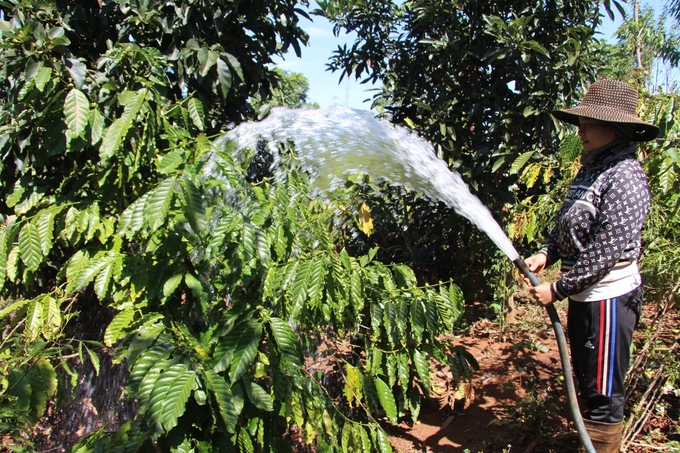 The ability to retain and supply water to crops is limited, so crops in the Central Highlands are increasingly vulnerable to water shortages and require increased irrigation, while water resources are increasingly depleted. Photo: NNVN.