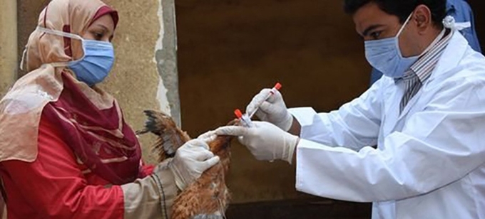 Stopping avian flu in its tracks is only possible if poultry producers understand how to prevent its introduction and spread, working with animal health experts and authorities.