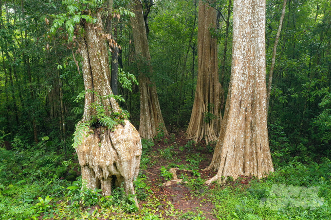 The forest coverage rate has exceeded 42.2%. Photo: Tung Dinh.