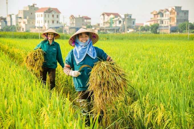 Các chính sách khoa học cởi mở, đón đầu công nghệ và hài hòa sẽ là động lực giúp tạo ra ngày càng nhiều các giống cây trồng cải tiến và giới thiệu cho nông dân. 