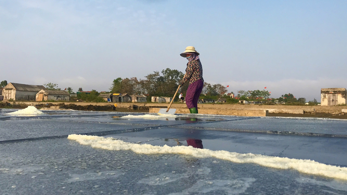 Suy cho cùng, nghề làm muối vẫn được một bộ phận diêm dân ưu tiên chọn lựa. Ảnh: Việt Khánh.