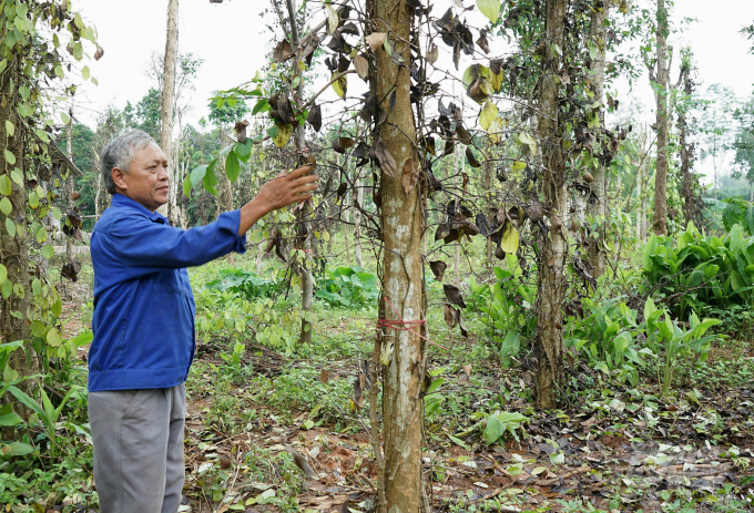 Degraded soil causes harmful organisms in the soil to grow and cause increased damage to crops. Photo: NNVN.