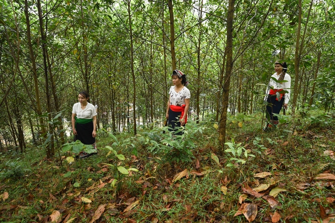 The Sustainable Forestry Development Program has created jobs for approximately 5 million workers, contributing to poverty reduction and successfully establishing new rural development models in key forestry regions. Photo: Tung Dinh.