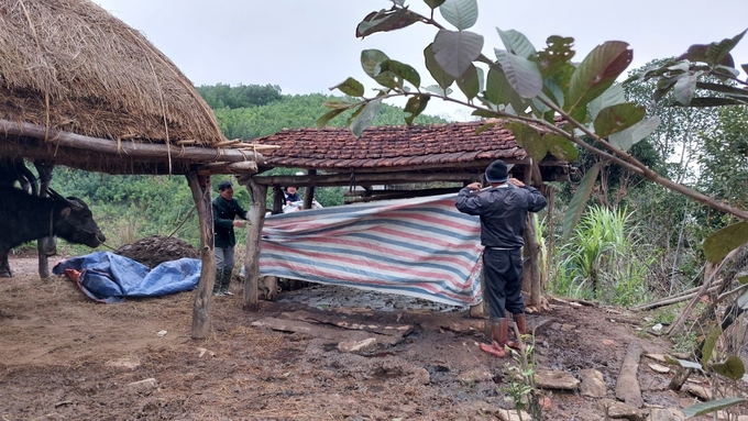 Người dân huyện Bình Liêu quây bạt cho chuồng trại để bảo vệ vật nuôi. Ảnh: Nguyễn Thành.