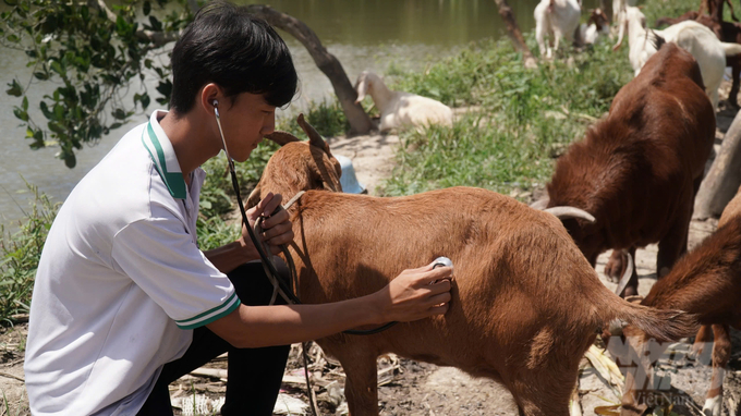 Sau hai năm, đàn dê của Đạt phát triển mạnh mẽ, từ 5 con ban đầu lên đến 20 con. Ảnh: Trần Phi.