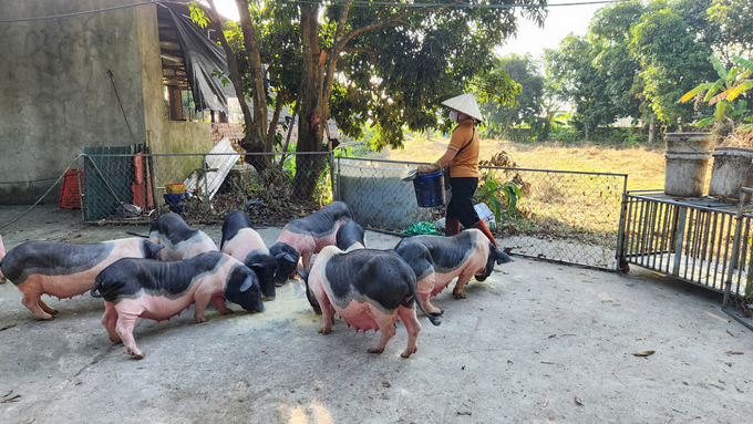 Mô hình chăn nuôi lợn Móng Cái tại phường Hải Yên (TP Móng Cái). Ảnh: Nguyễn Thành.