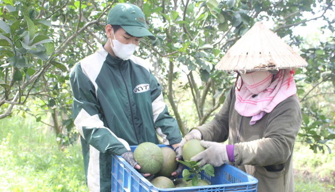 Những quả bưởi đạt chuẩn GlobalGAP là điều kiện quan trọng để xuất khẩu sang các thị trường khó tính. Ảnh: Trần Trung.