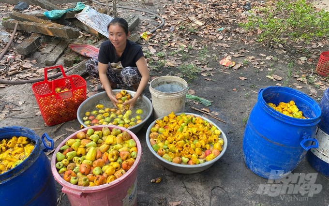 The company gradually links in purchasing cashew fruits of people inside and outside the locality, helping people get rich. Photo: Tran Trung.