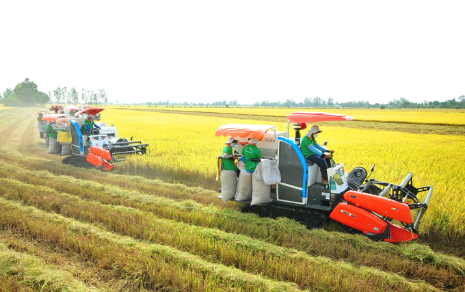 Cooperatives are a key factor in helping Dong Thap successfully restructure its agricultural sector, aiming for sustainable production and market adaptation. Photo: Le Hoang Vu.