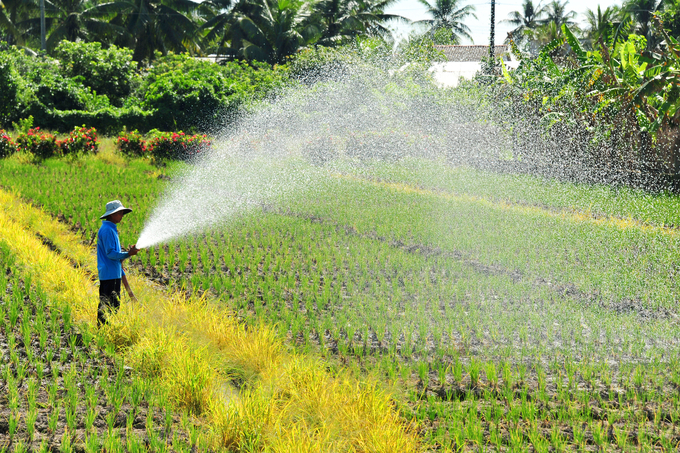 To date, Dong Thap has established 145 farmer clubs with over 7.600 members, of which 38 cooperatives have been formed from these grassroots foundations. Photo: Le Hoang Vu.