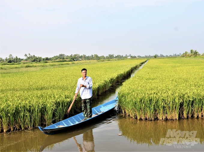 Huyện An Minh phát triển mạnh sản xuất theo mô hình lúa - tôm, trong đó nhiều diện tích lúa được trồng theo chuẩn VietGAP, lúa hữu cơ, đồng thời người dân đa dạng hóa được nhiều đối tượng nuôi thủy sản trên mô hình này, giúp nâng cao thu nhập. Ảnh: Trung Chánh.