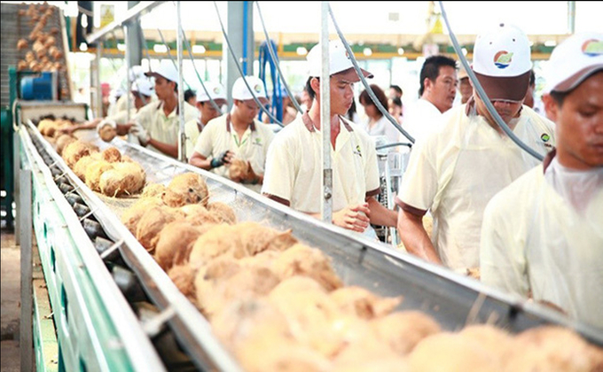 Coconut has become a potential export product with an expected turnover of over 1 billion USD this year. Photo: Minh Dam.