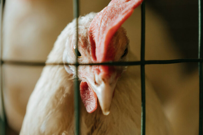 Voice of Animals, a Russian NGO, has prepared amendments to the draft veterinary regulation in the poultry industry in the interest of the welfare of the birds. Photo: Canva.