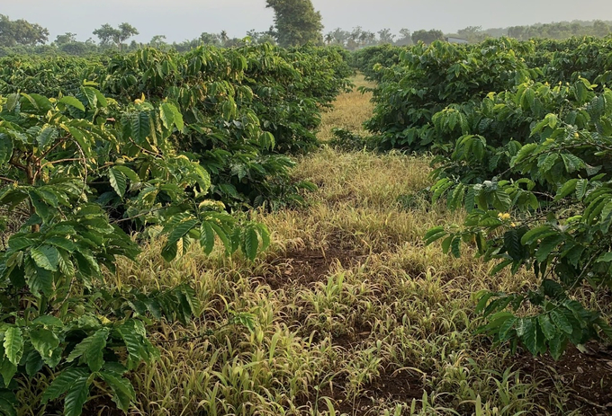 Some people in the Central Highlands still have the habit of using pesticides to kill weeds, leading to increasingly degraded soil. Photo: Truong Hong.