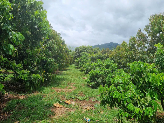 Intercropping coffee and durian together with using organic fertilizers is a solution to restore degraded land. Photo: TA.