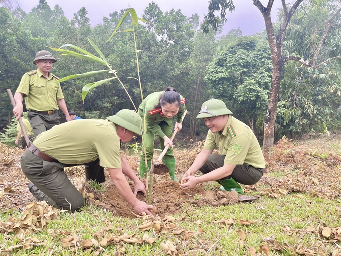 Lực lượng kiểm lâm huyện Lục Yên tham gia trồng rừng cùng người dân. Ảnh: Thanh Tiến.