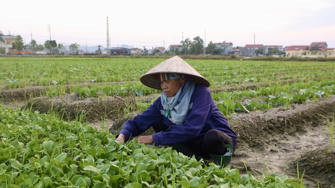 Thông qua mô hình HTX đã tạo thêm việc làm, nâng cao đời sống cho bà con nông dân. Ảnh: Thanh Phương,