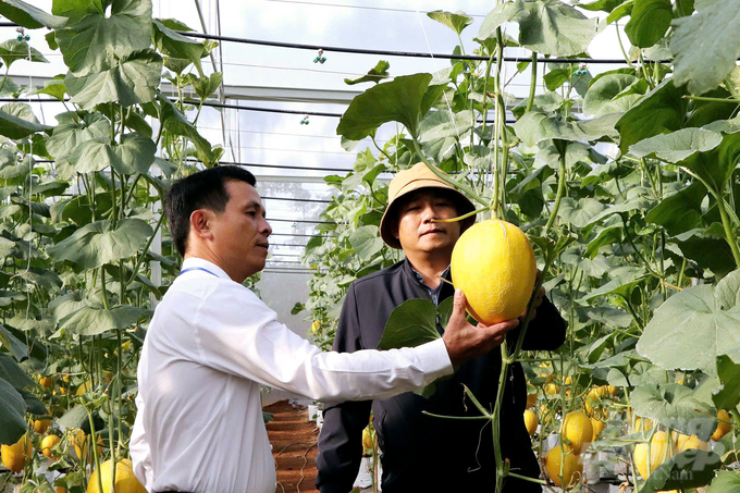 Lãnh đạo xã Suối Rao, huyện Châu Đức tham quan thực tế một mô hình trồng dưa lưới của HTX dưa lưới An Farm. Ảnh: Thân Xuân Động.