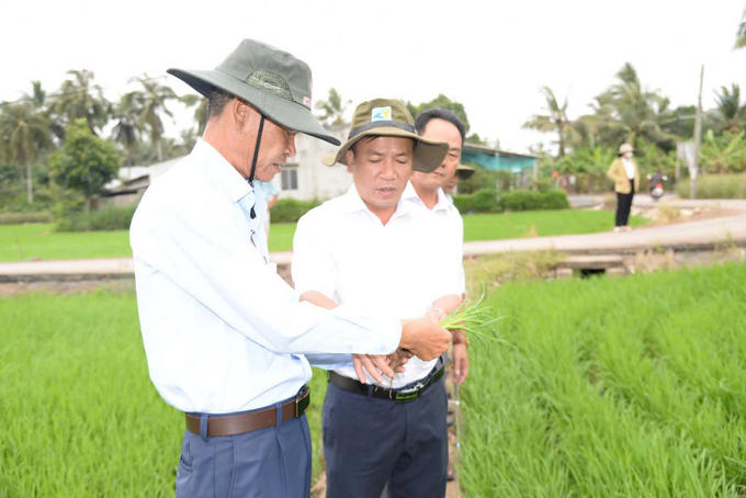 Ông Trần Hoàng Nhật Nam (giữa) Giám đốc Sở NN-PTNT thăm mô hình lúa trong Đề án 1 triệu ha. Ảnh: Minh Thành.