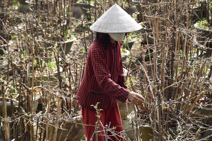 Thời tiết những ngày cuối năm lạnh kéo dài, nhiều nhà vườn ở thị xã An Nhơn (Bình Định) đã vặt lá mai sớm hơn mọi năm để cây cho hoa đúng dịp Tết Nguyên đán. Ảnh: V.Đ.T.