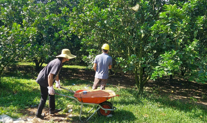 Nông dân tăng cường bón phân hữu cơ cho đất, giúp cây bưởi sinh trưởng, phát triển tốt. Ảnh: KS.