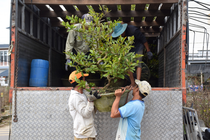 Hiện mai cảnh trồng ở các nhà vườn xã Nhơn An, Nhơn Phong (thị xã An Nhơn, Bình Định) đã được thương lái mua khá nhiều. Ảnh: V.Đ.T.