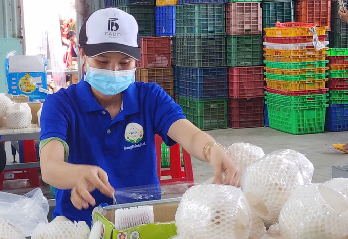 Tien Giang has a large coconut area, about 22,000 hectares, most of which is fresh coconut, with great export potential. Photo: Minh Dam.