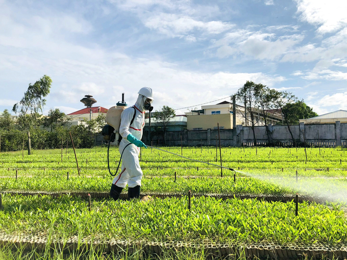 Công ty TNHH Lâm nghiệp Quy Nhơn sản xuất giống keo lai bằng công nghệ nuôi cấy mô để trồng rừng gỗ lớn. Ảnh: V.Đ.T.