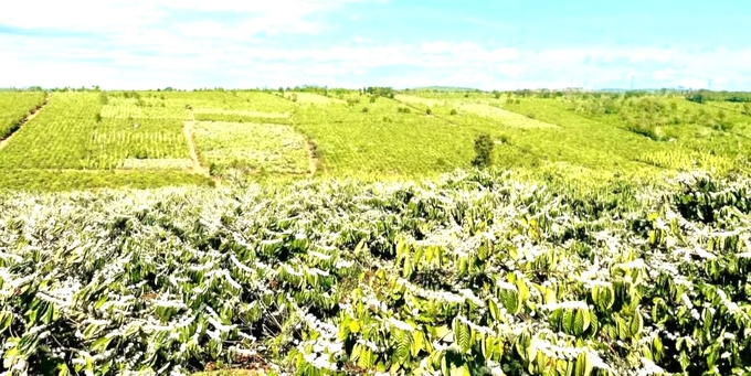 Bạt ngàn những vườn cà phê ở Tây Nguyên. Ảnh: ĐL. 