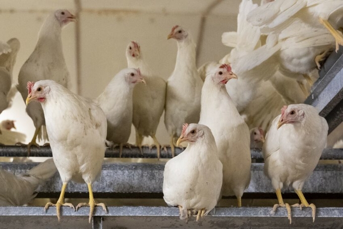 Poultry farmers were given the opportunity to showcase their flocks and the sector during the first farm tour for UK cross-party MPs. Photo: Bram Becks Fotografie.