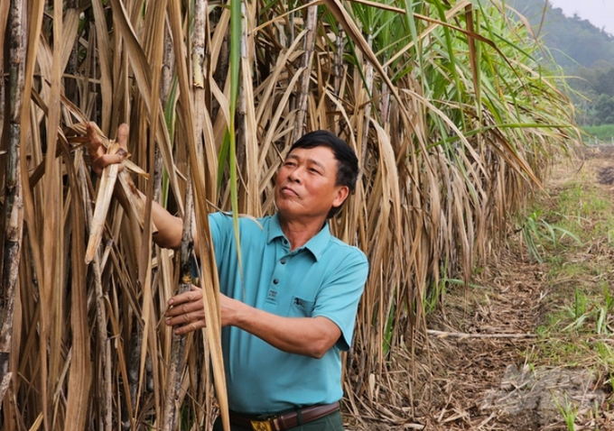 Farmers will benefit from low-emission cultivation in sugarcane fields. Photo: Quoc Toan.