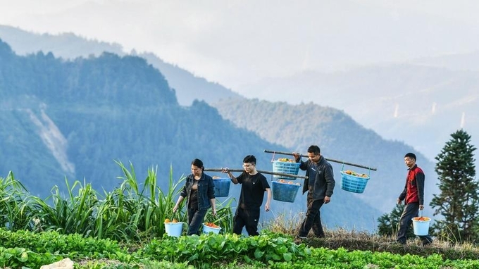 Poverty relief assistants and village officials help carry melons planted by villagers in Dongqin village, Congjiang county of Southwest China's Guizhou province, on Nov 11, 2020. Photo: Xinhua.