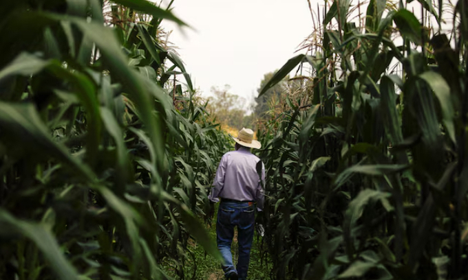 Researcher Romel Olivares Gutierrez walks amid corn plants at Chapingo Autonomous University, in Texcoco, Mexico September 20, 2023. Photo: Reuters.