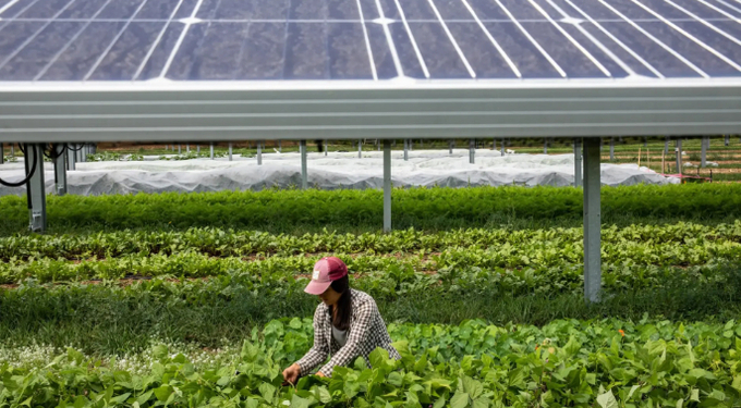 Agrivoltaics harmonizes renewable energy with agriculture, boosting land productivity, reducing emissions, and supporting rural economies. Photo: CC BY-SA 4.0.