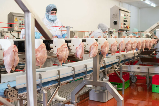 It is reported that without illegal workers, US poultry processing companies will have to raise wages to attract American workers and/or further automate. Photo: Canva.