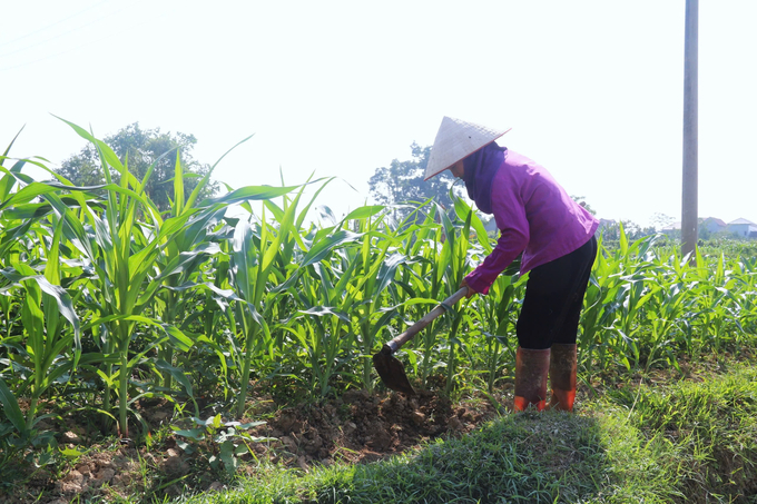 Bà con Thái Nguyên khôi phục sản xuất trong vụ đông sau bão số 3. Ảnh: Phạm Trung Hiếu.