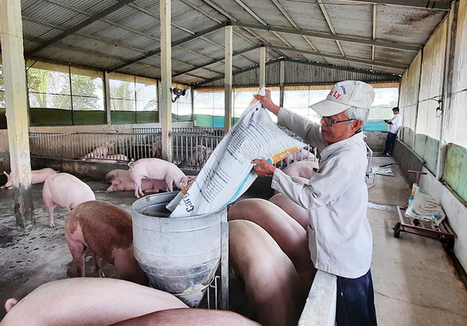 Các ngân hàng, tổ chức tín dụng cần xem xét khoanh nợ, giãn nợ và bổ sung gói vay mới để giúp người chăn nuôi khôi phục sản xuất. Ảnh minh họa.