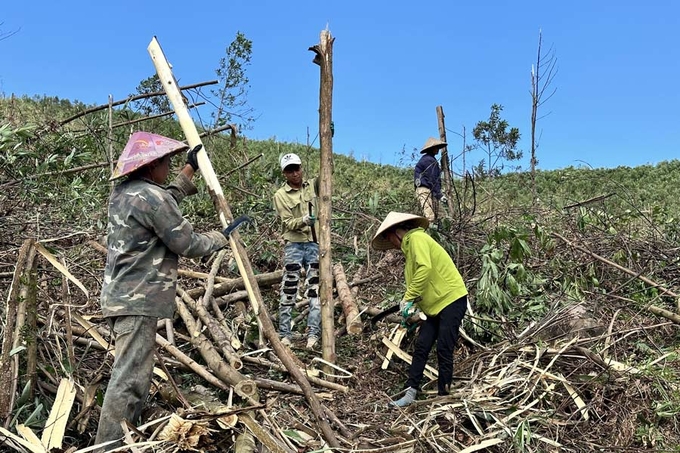 Người dân tận thu gỗ sau bão số 3. Ảnh: Thanh Phương.